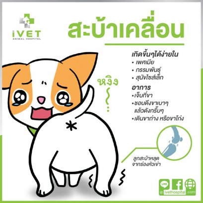 “โรคสะบ้าเคลื่อน” โรคยอดฮิตของหมาไซส์ S ที่เจ้าของต้องระวัง! 